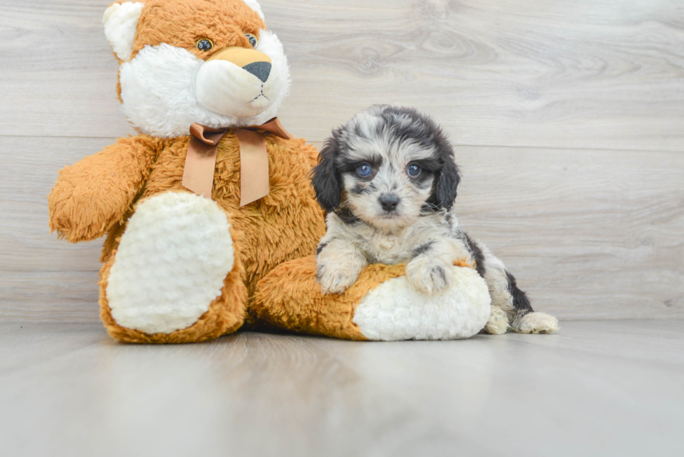 Mini Aussiedoodle Pup Being Cute