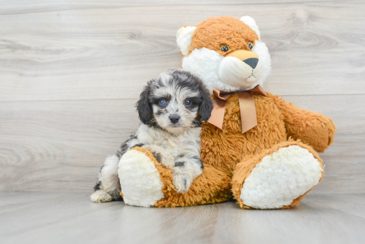 Best Mini Aussiedoodle Baby