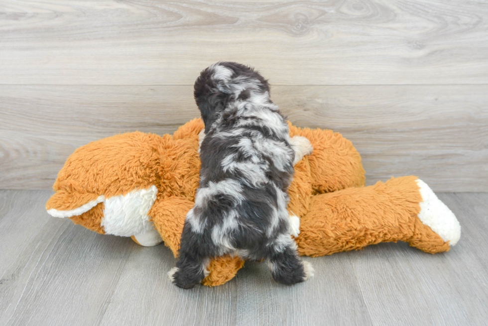 Mini Aussiedoodle Puppy for Adoption