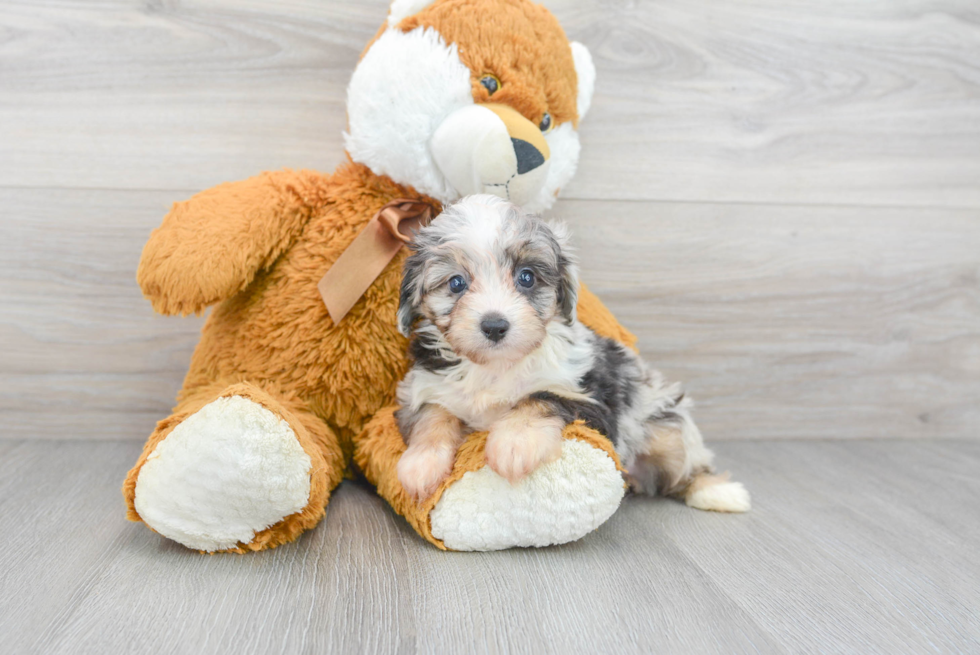 Mini Aussiedoodle Pup Being Cute