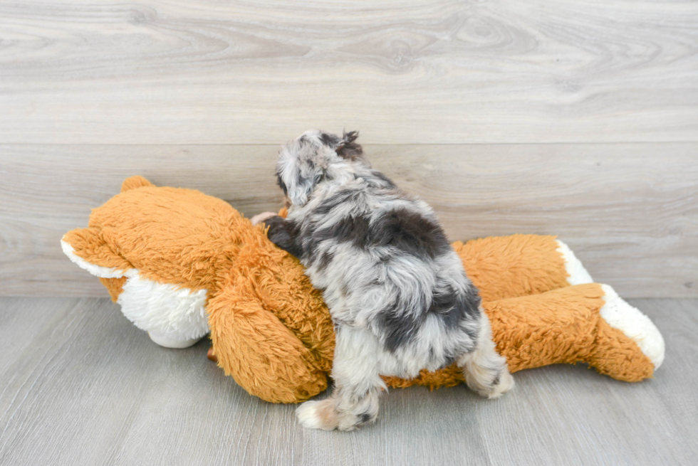 Friendly Mini Aussiedoodle Baby