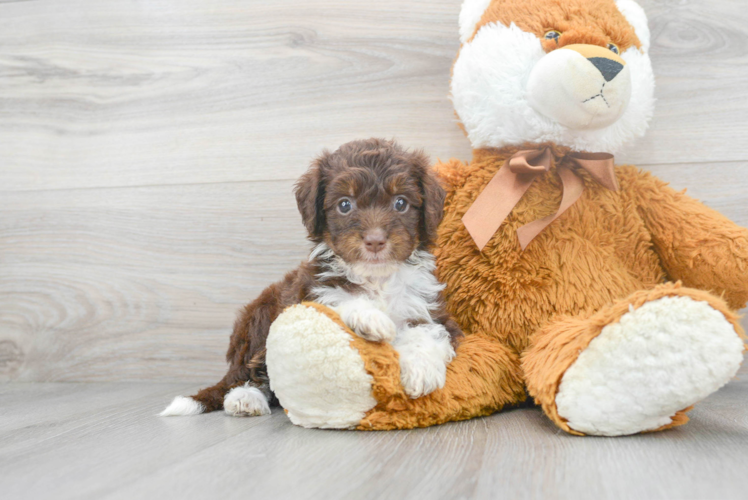 Playful Aussiepoo Poodle Mix Puppy