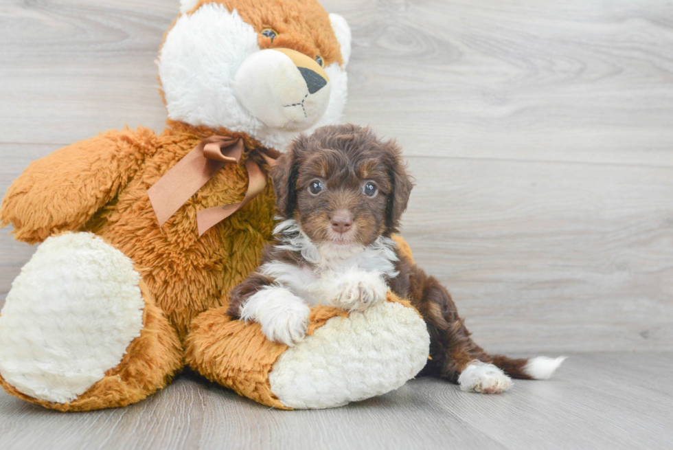 Fluffy Mini Aussiedoodle Poodle Mix Pup