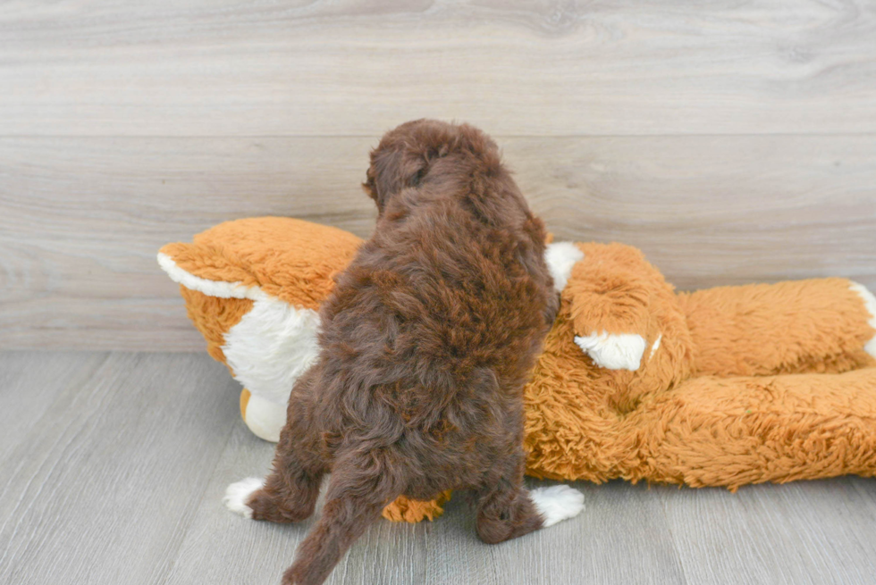 Mini Aussiedoodle Puppy for Adoption