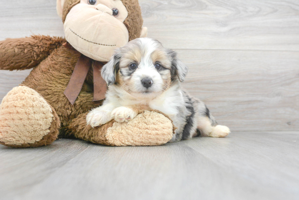 Best Mini Aussiedoodle Baby