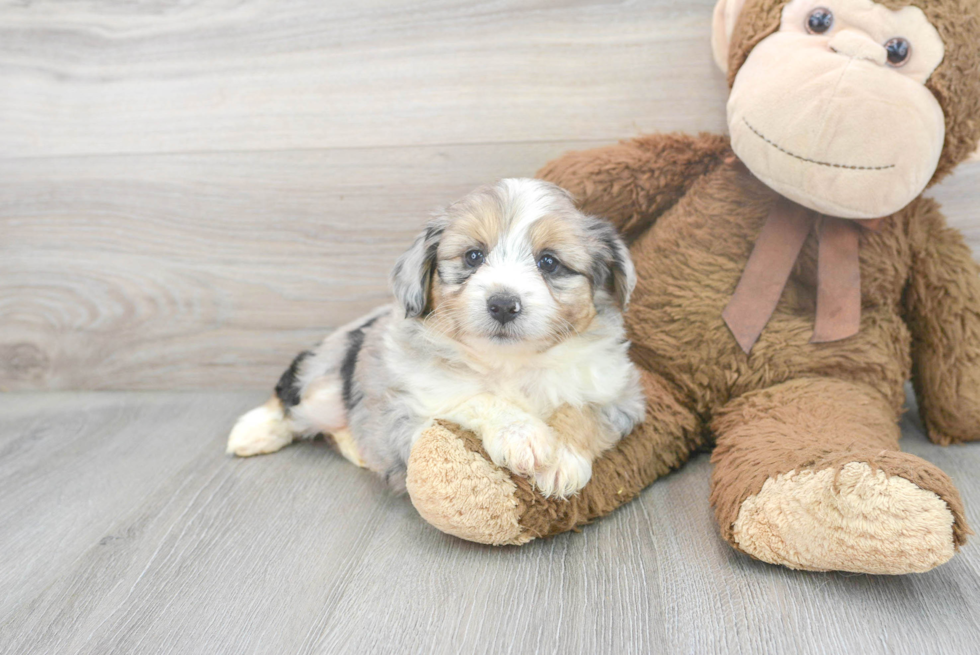 Mini Aussiedoodle Pup Being Cute