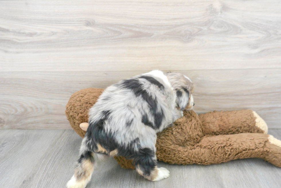 Mini Aussiedoodle Pup Being Cute