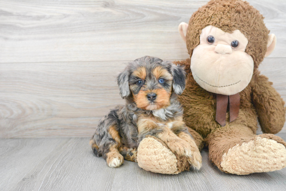 Smart Mini Aussiedoodle Poodle Mix Pup