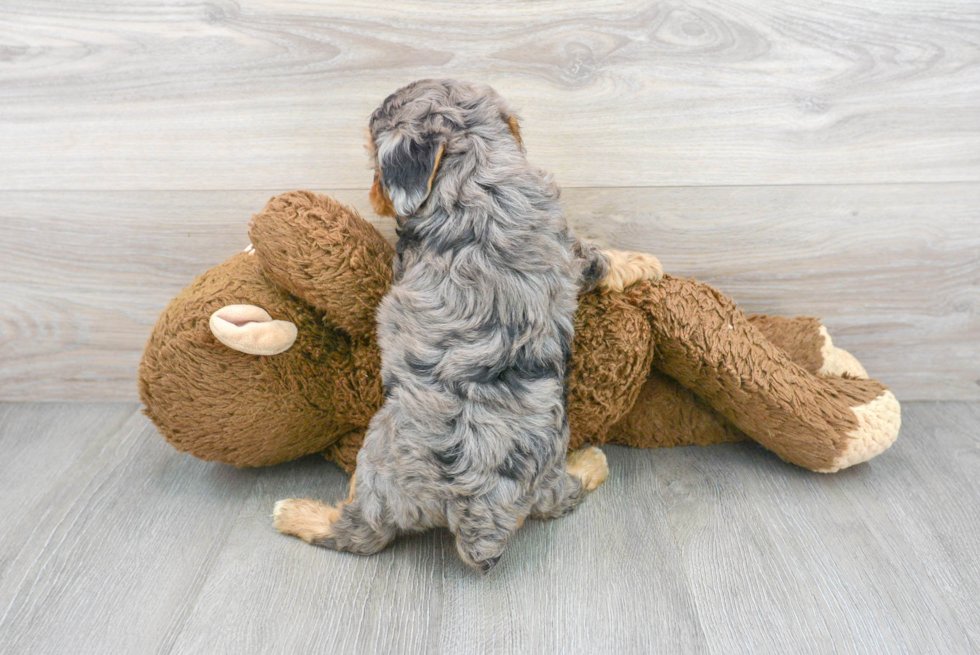 Friendly Mini Aussiedoodle Baby