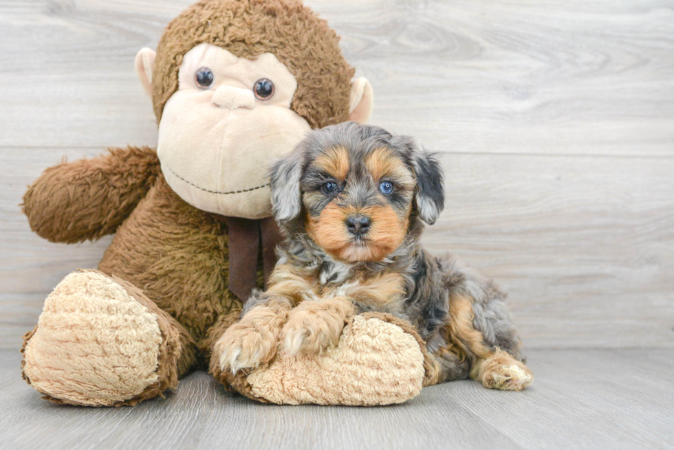 Best Mini Aussiedoodle Baby