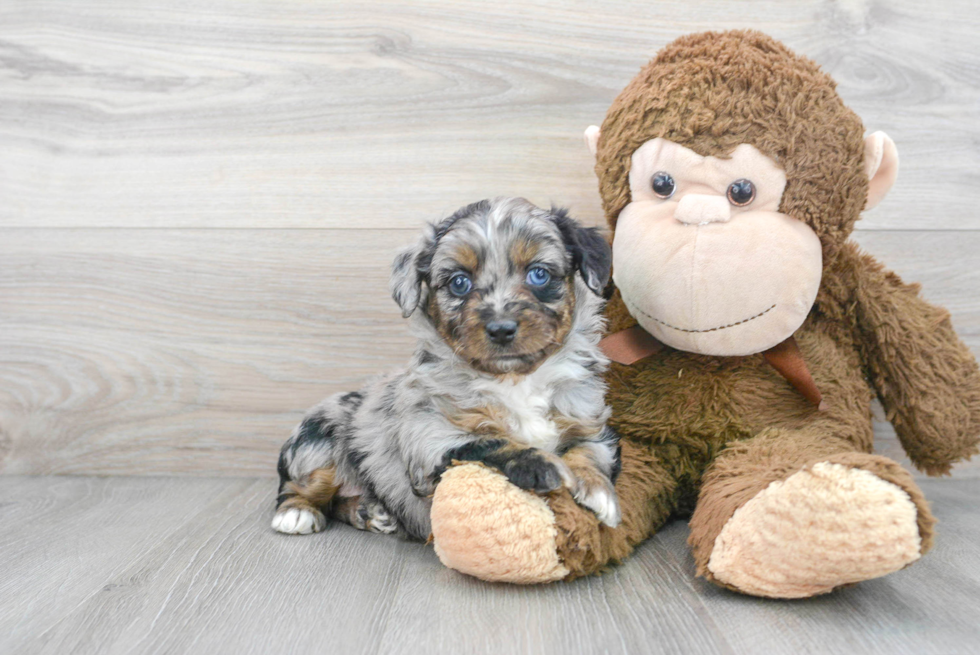 Mini Aussiedoodle Puppy for Adoption