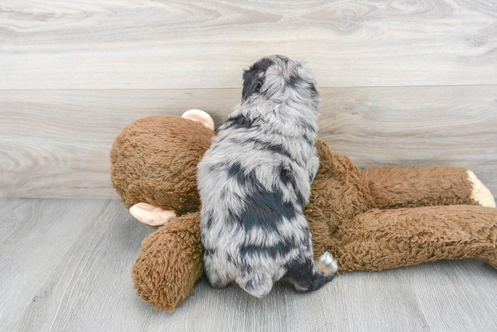 Hypoallergenic Aussiepoo Poodle Mix Puppy