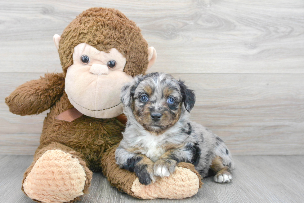 Mini Aussiedoodle Puppy for Adoption