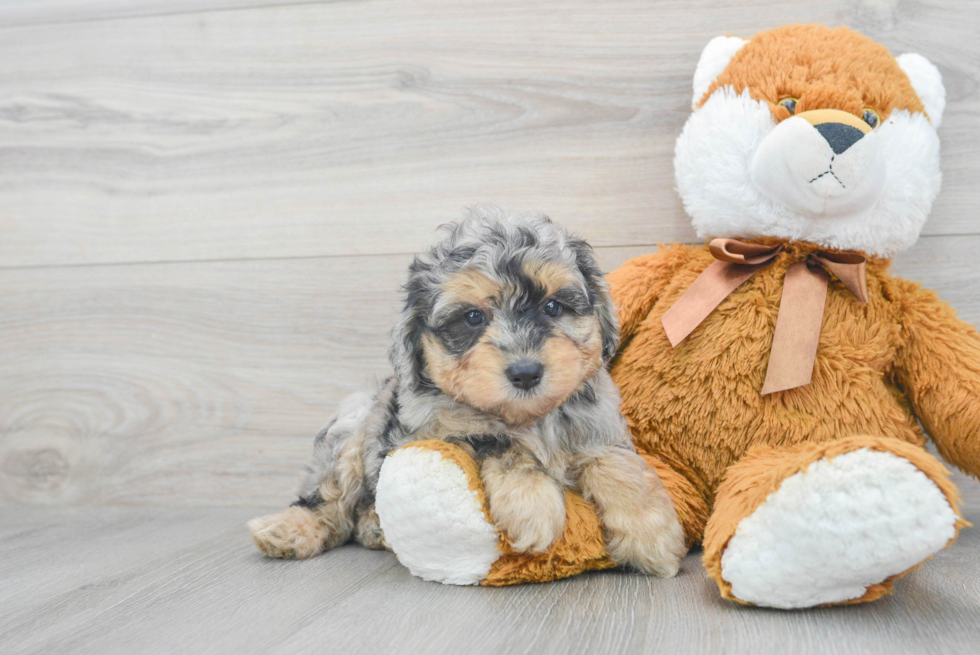 Mini Aussiedoodle Puppy for Adoption