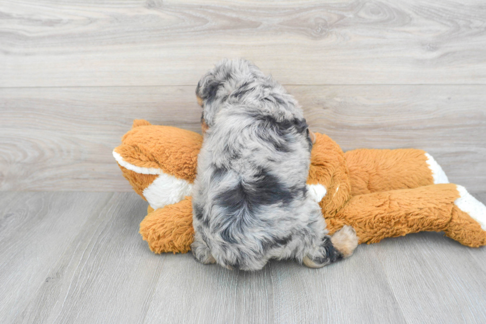 Best Mini Aussiedoodle Baby