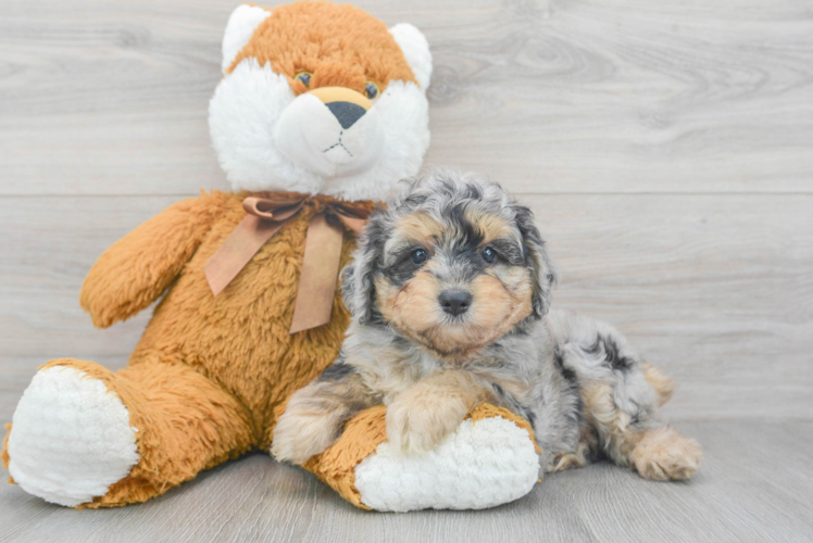 Mini Aussiedoodle Puppy for Adoption