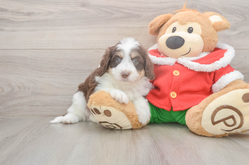 5 week old Mini Aussiedoodle Puppy For Sale - Premier Pups