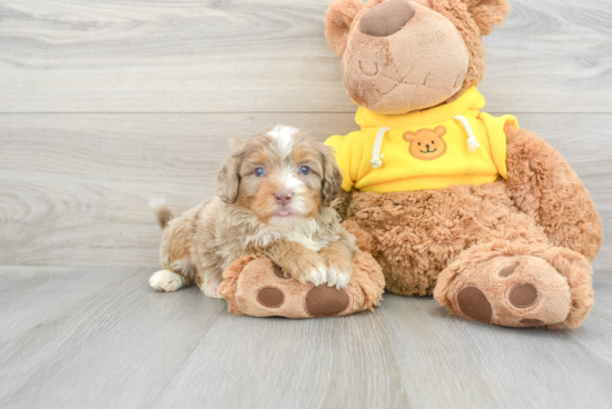 Popular Mini Aussiedoodle Poodle Mix Pup