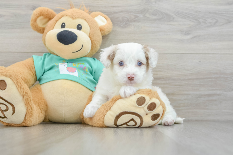 Mini Aussiedoodle Pup Being Cute