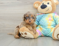 8 week old Mini Aussiedoodle Puppy For Sale - Premier Pups