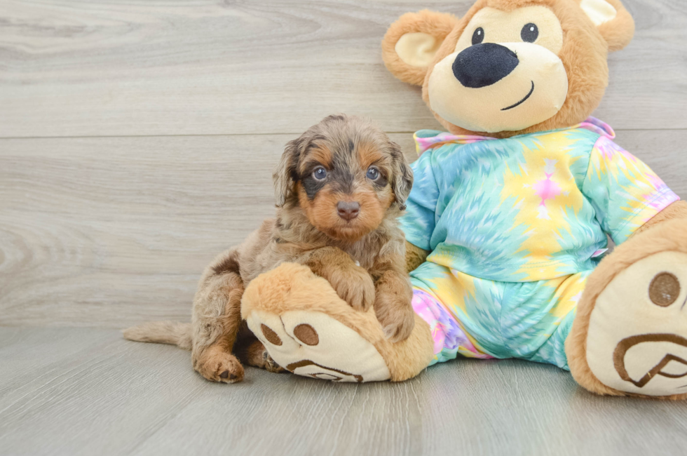 5 week old Mini Aussiedoodle Puppy For Sale - Premier Pups