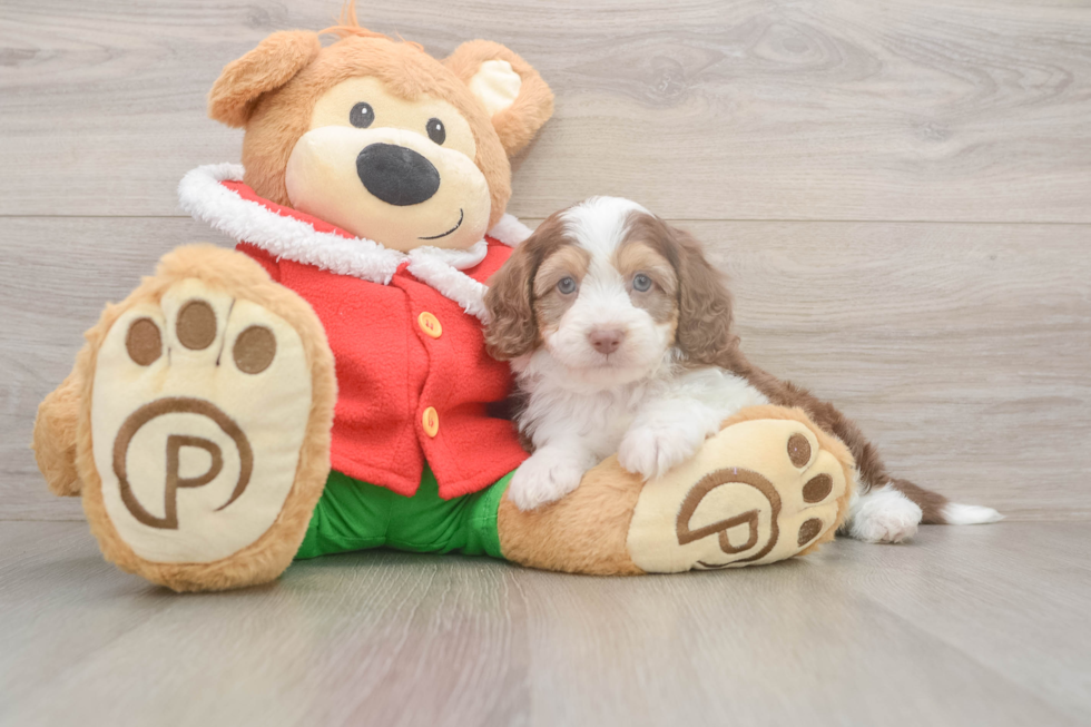 Mini Aussiedoodle Puppy for Adoption