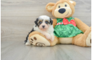 Funny Mini Aussiedoodle Poodle Mix Pup