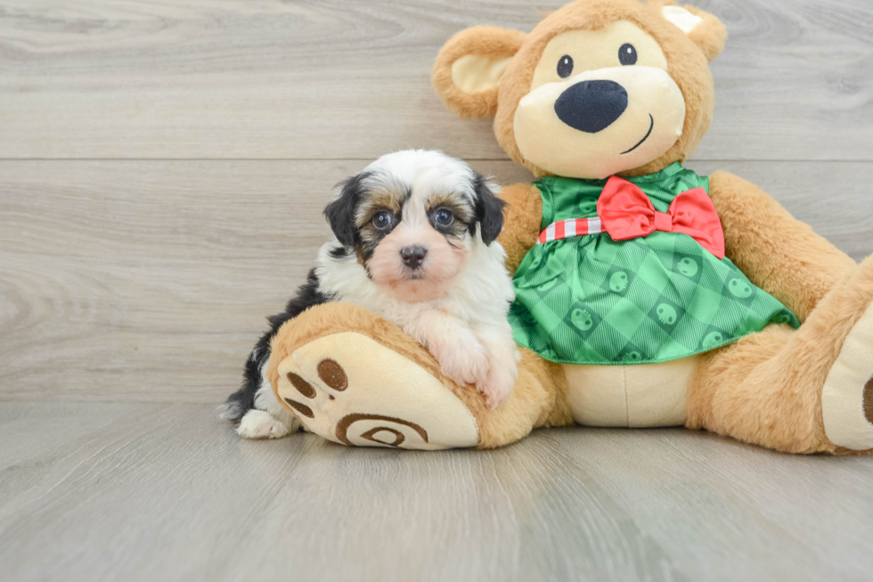 Funny Mini Aussiedoodle Poodle Mix Pup