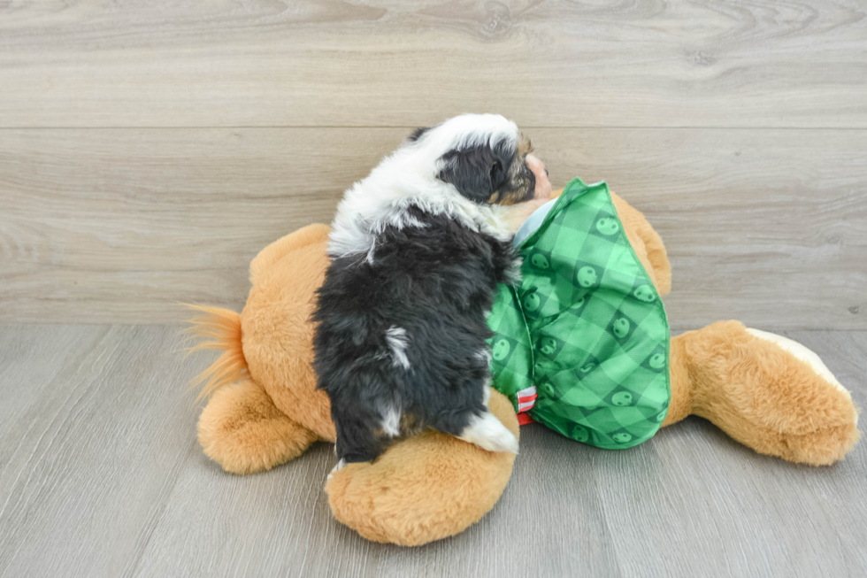 Mini Aussiedoodle Pup Being Cute