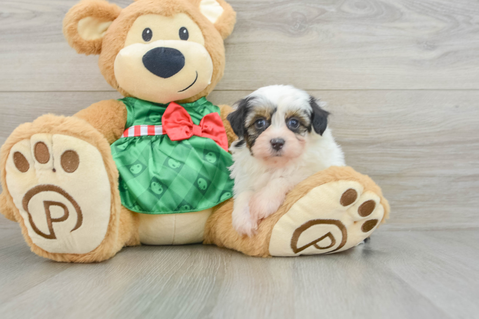 Hypoallergenic Aussiepoo Poodle Mix Puppy