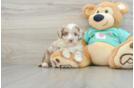 Mini Aussiedoodle Puppy for Adoption