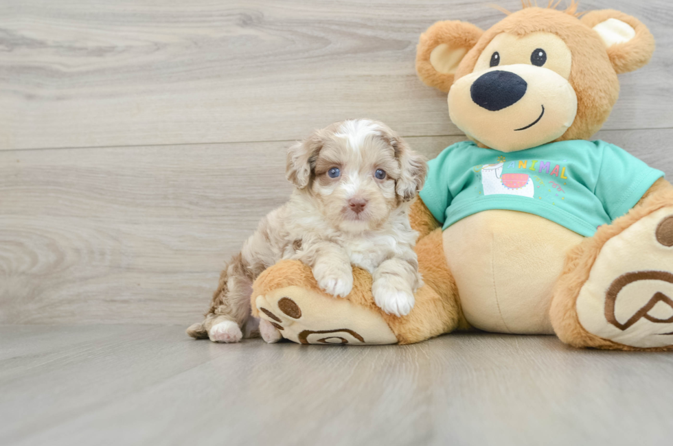 6 week old Mini Aussiedoodle Puppy For Sale - Premier Pups