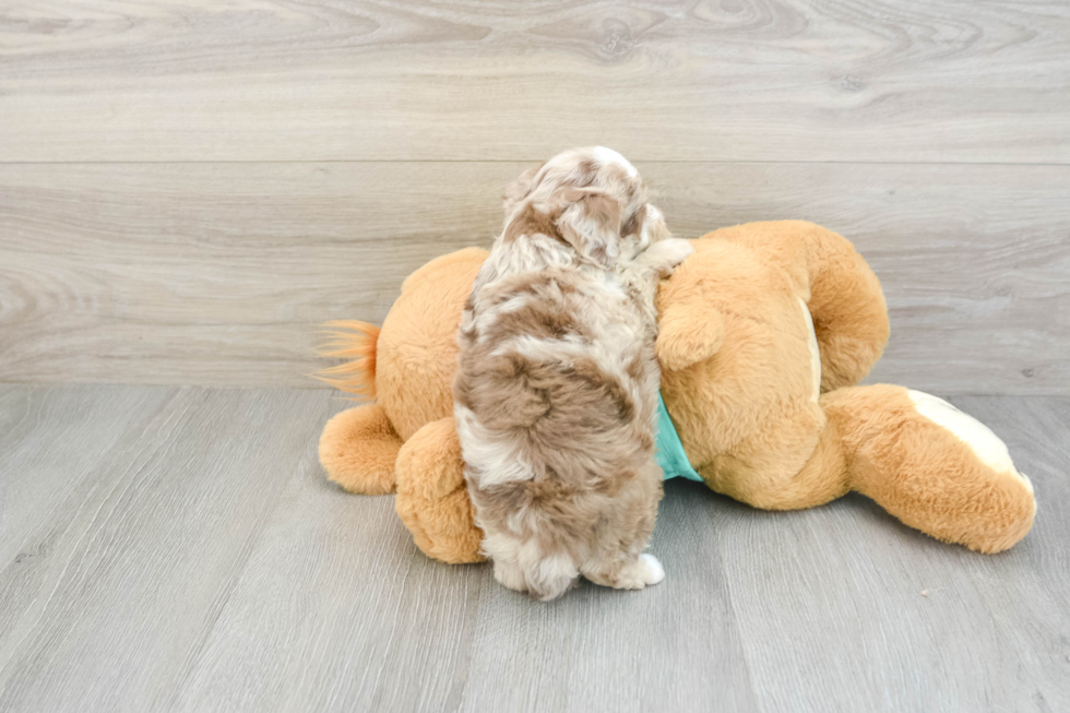 Best Mini Aussiedoodle Baby