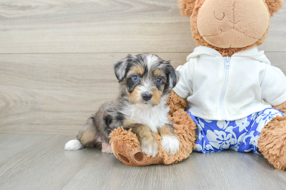 Adorable Mini Australian Shepherd X Poodle Mix Poodle Mix Puppy