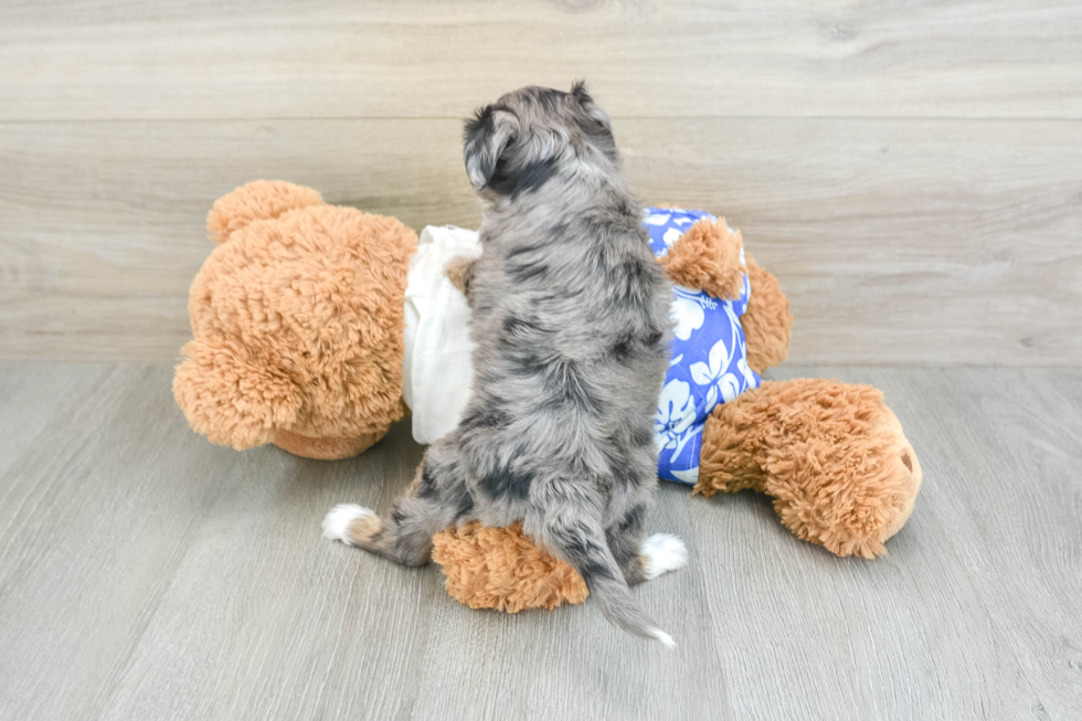 Best Mini Aussiedoodle Baby