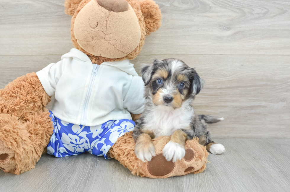 7 week old Mini Aussiedoodle Puppy For Sale - Premier Pups