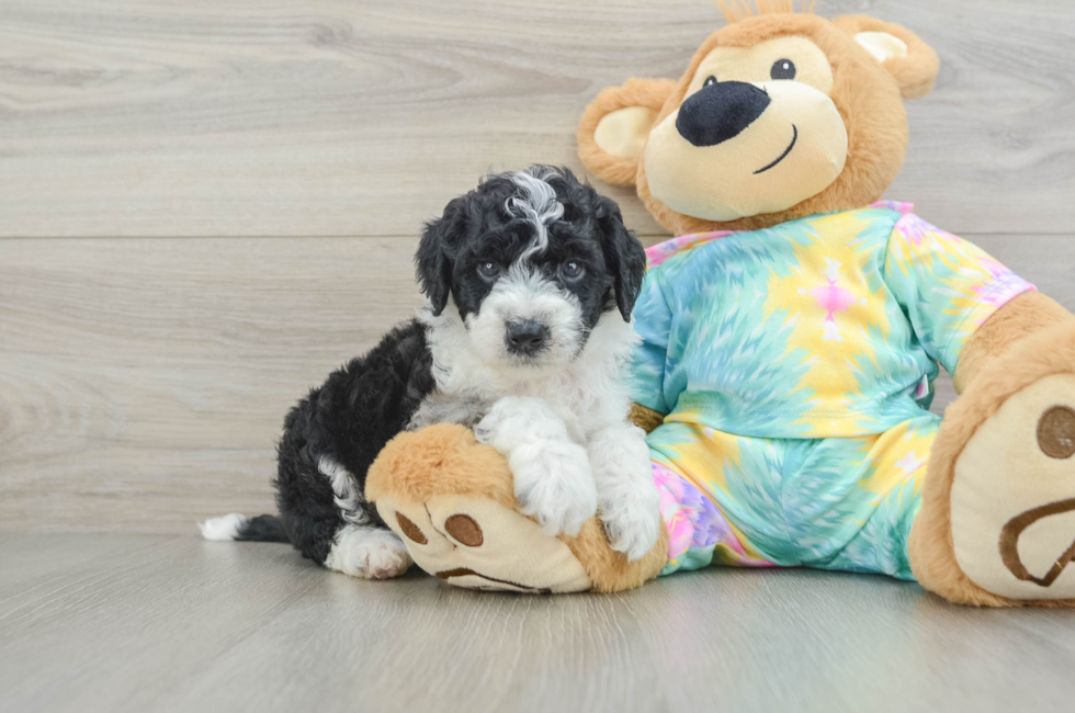 5 week old Mini Aussiedoodle Puppy For Sale - Premier Pups
