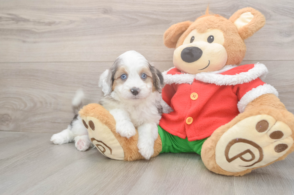 5 week old Mini Aussiedoodle Puppy For Sale - Premier Pups