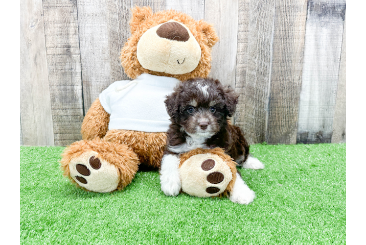 Mini Aussiedoodle Puppy for Adoption