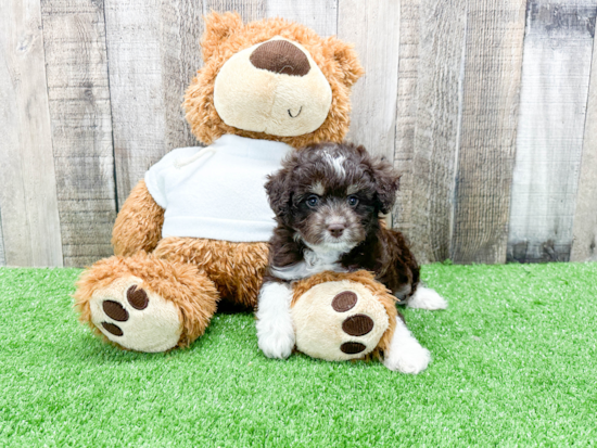 Mini Aussiedoodle Puppy for Adoption