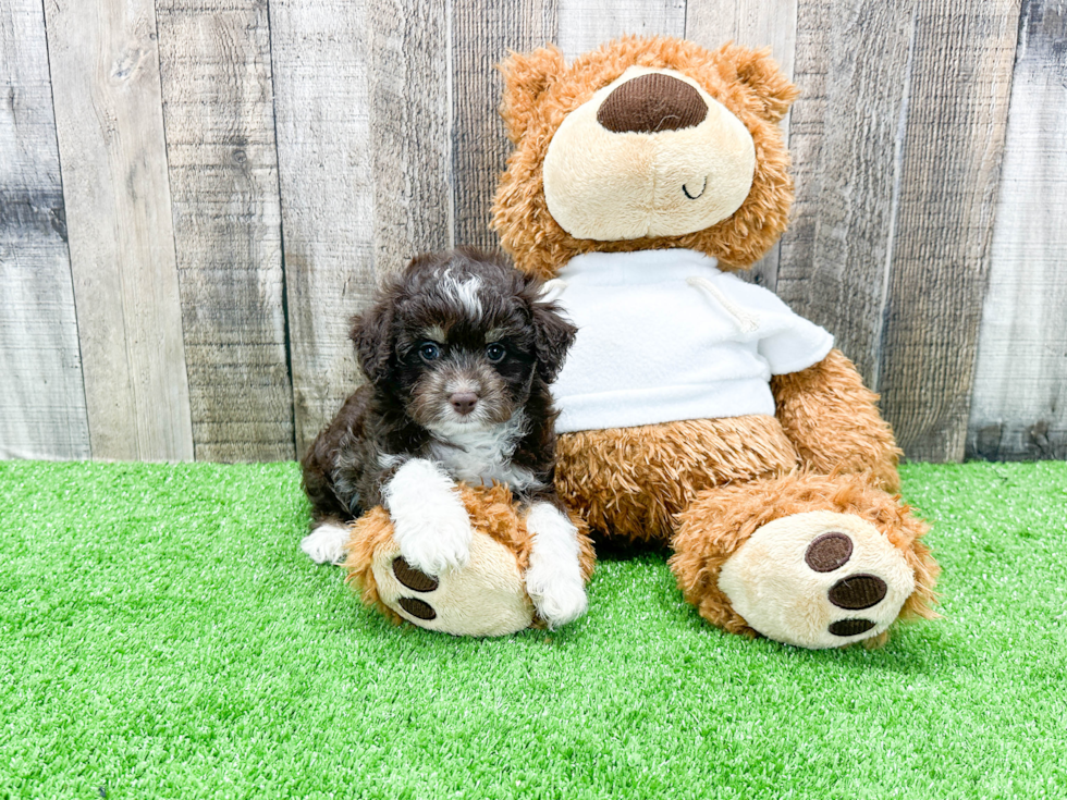 Mini Aussiedoodle Pup Being Cute