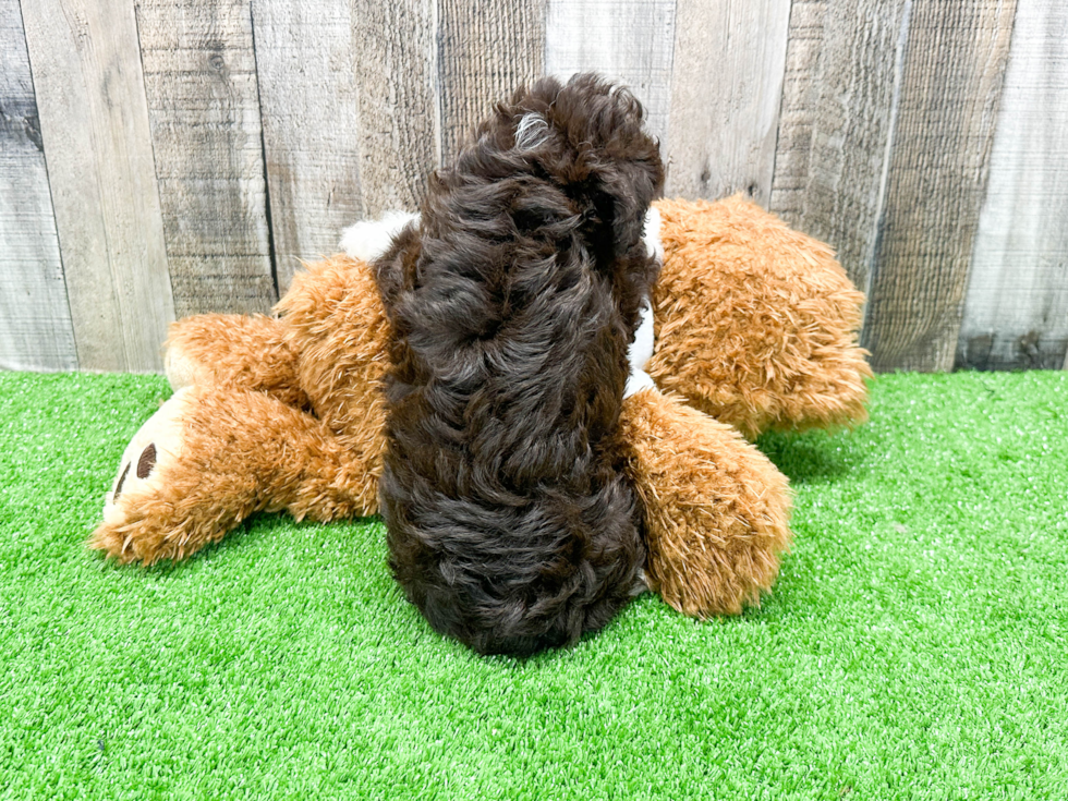 Mini Aussiedoodle Puppy for Adoption