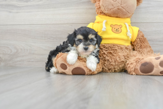 Hypoallergenic Aussiepoo Poodle Mix Puppy