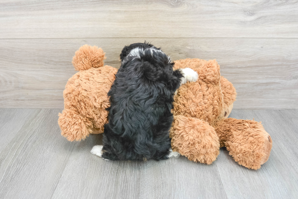 Cute Mini Aussiedoodle Baby