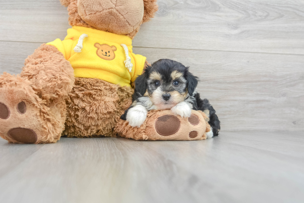 Mini Aussiedoodle Pup Being Cute