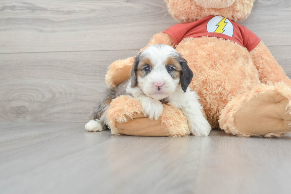 Funny Mini Aussiedoodle Poodle Mix Pup