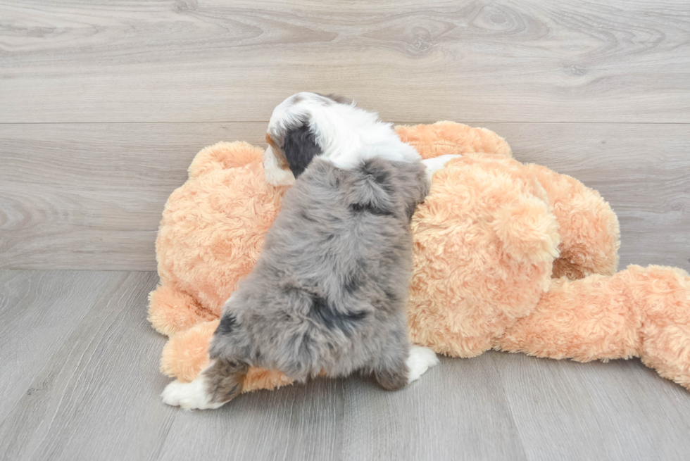 Little Aussiepoo Poodle Mix Puppy