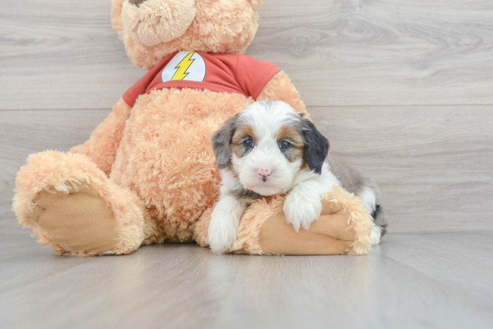 Popular Mini Aussiedoodle Poodle Mix Pup