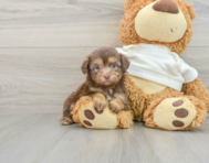 9 week old Mini Aussiedoodle Puppy For Sale - Premier Pups