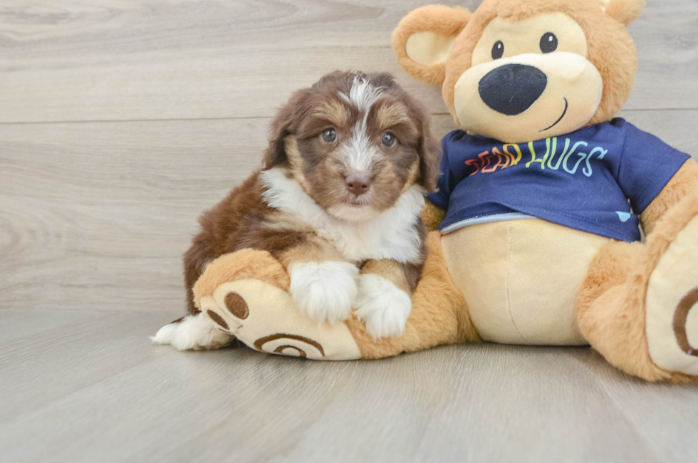 6 week old Mini Aussiedoodle Puppy For Sale - Premier Pups